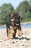 BERGER ALLEMAND 184